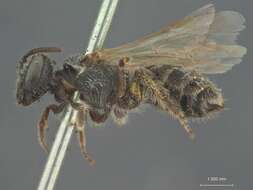 Image of Halictus