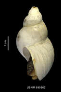 Image of Neobuccinum E. A. Smith 1879