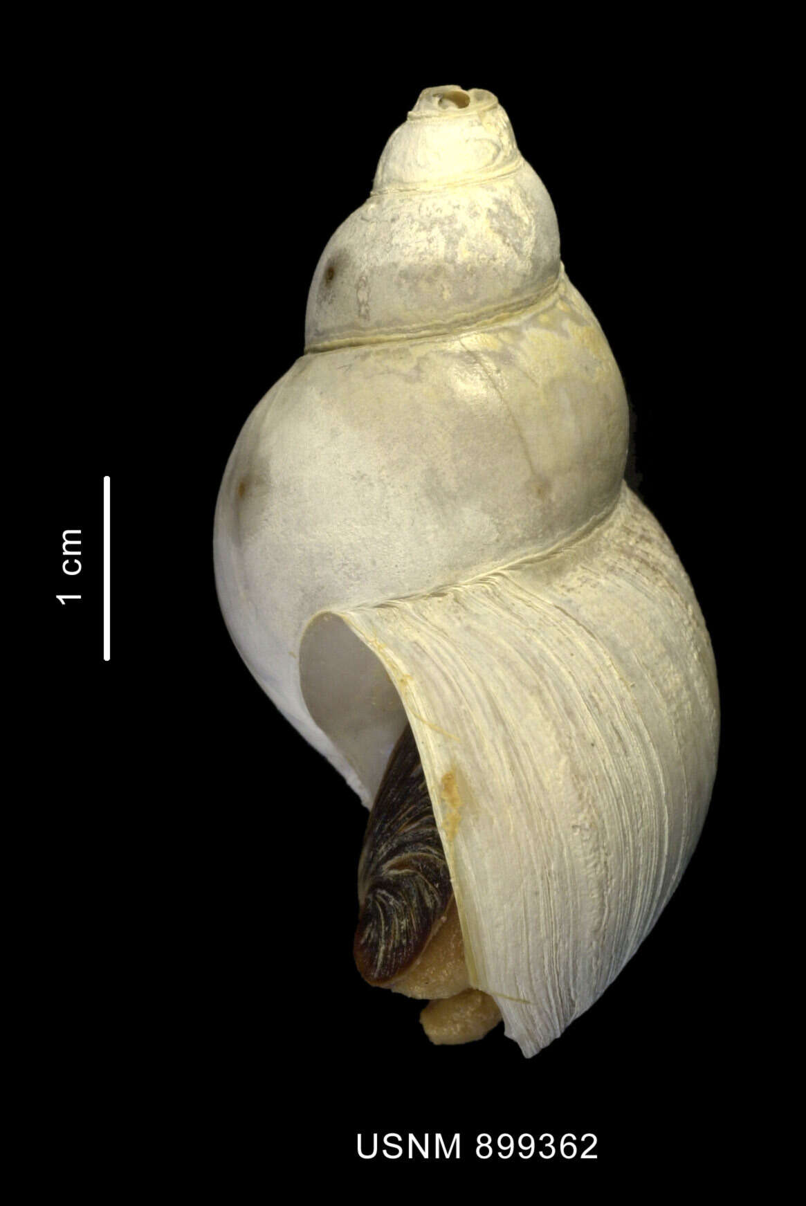 Image of Neobuccinum E. A. Smith 1879