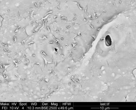 Image of Staphylea formosana (Nakai) Byng & Christenh.