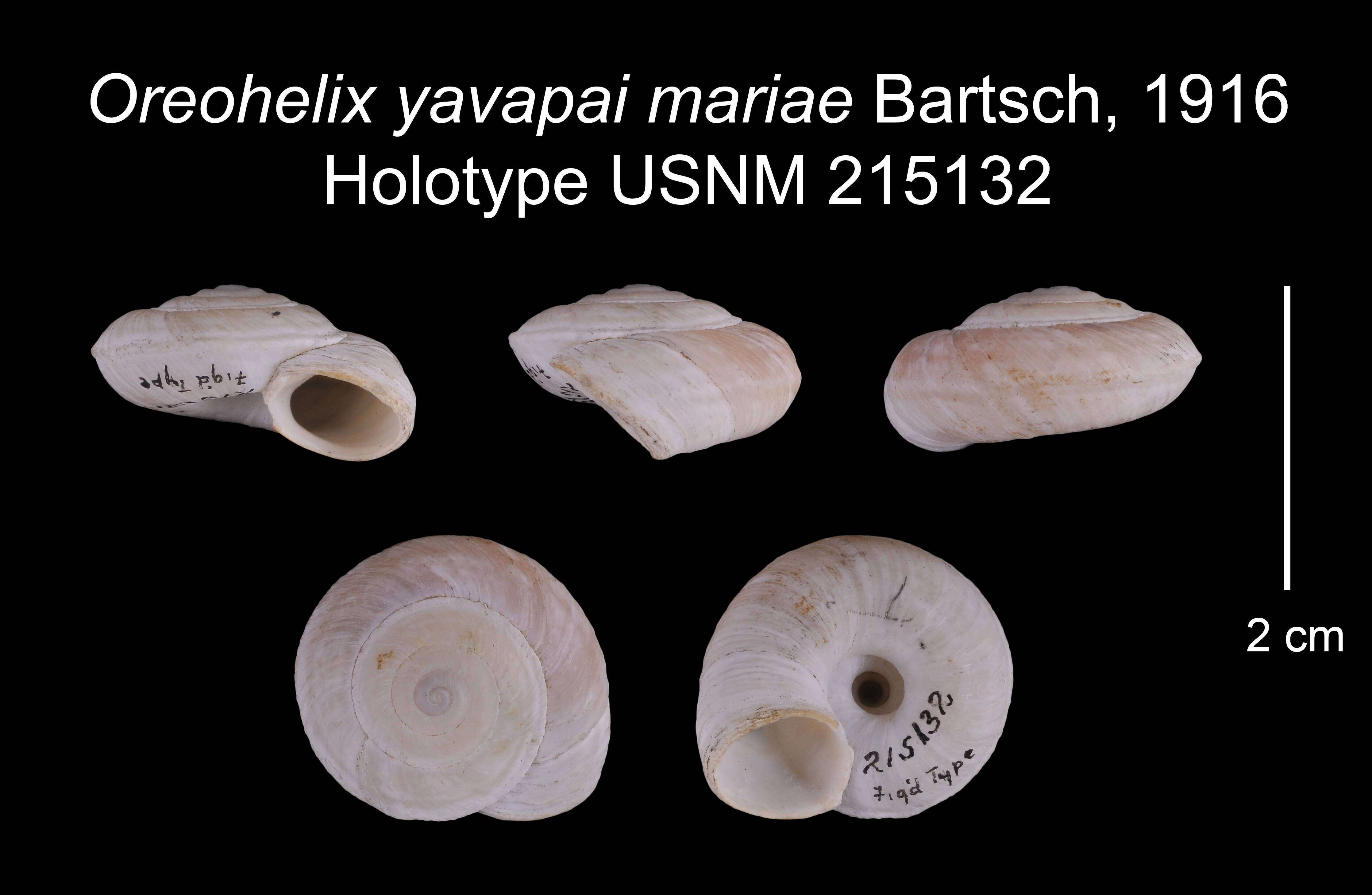 Image of <i>Oreohelix yavapai mariae</i> Bartsch 1916
