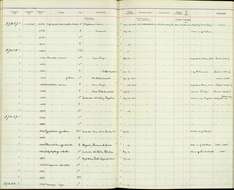 Imagem de Orochelidon murina meridensis J. T. Zimmer & W. H. Phelps 1947