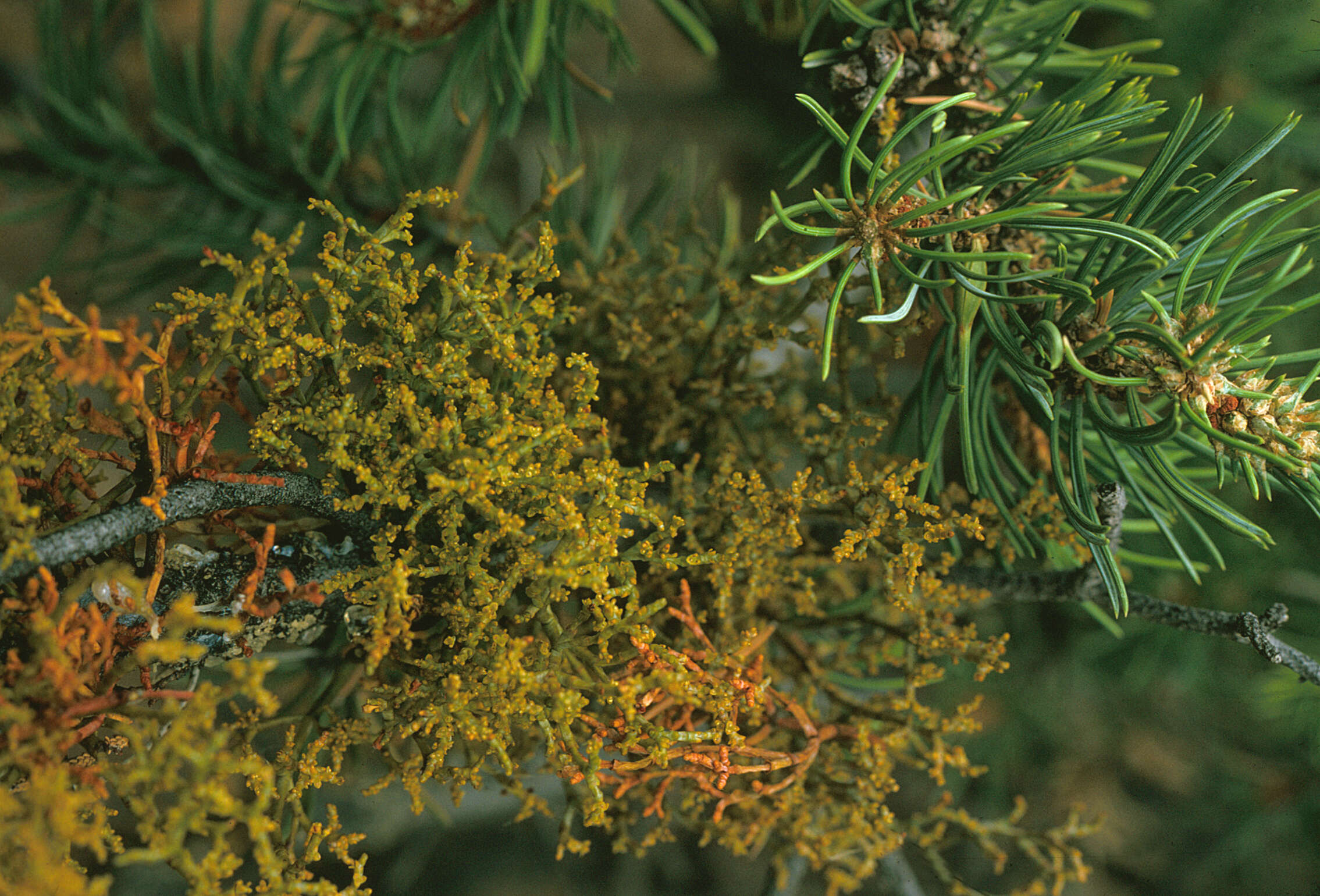 Image of pinyon dwarf mistletoe