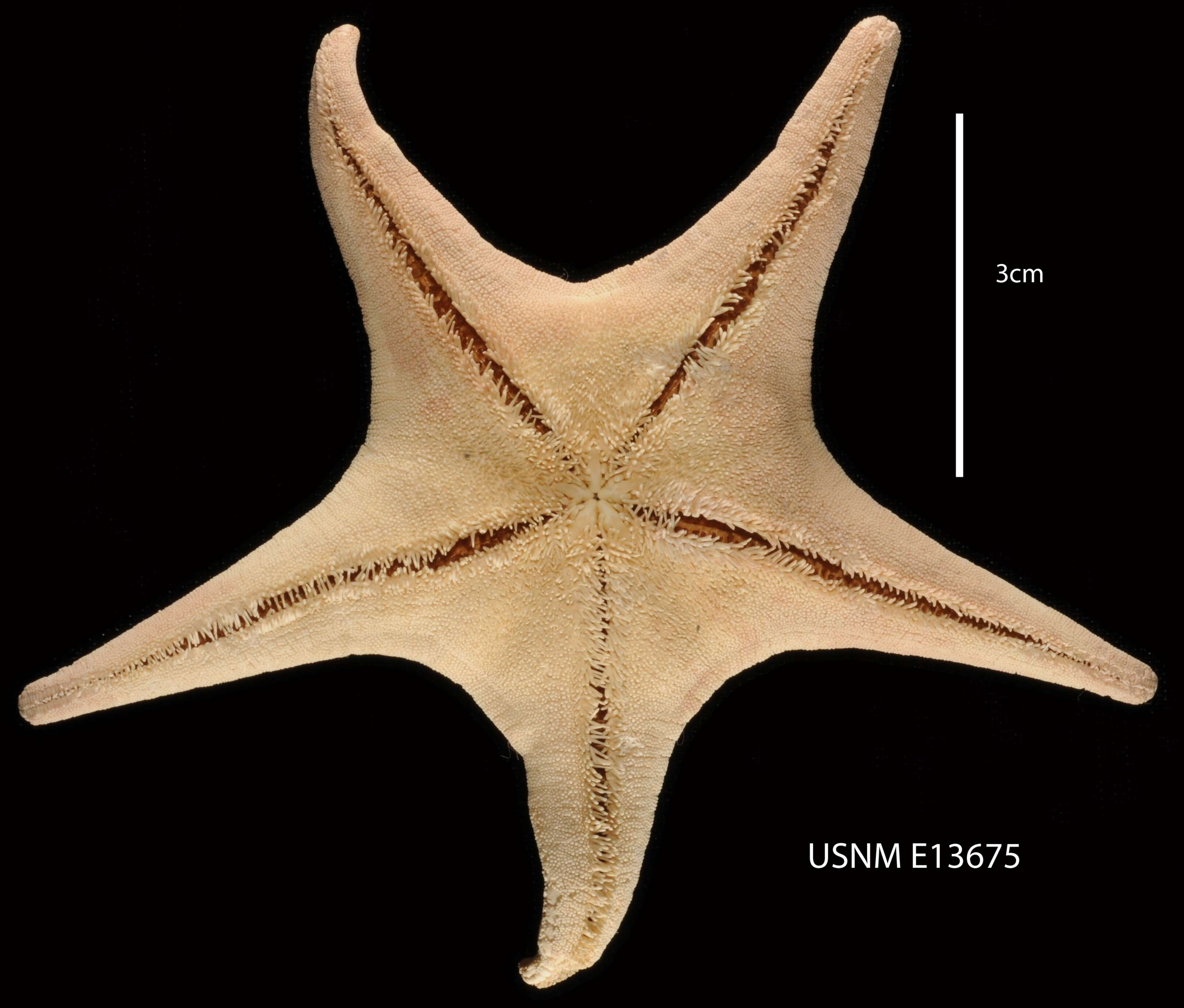 Image of Acodontaster elongatus elongatus (Sladen 1889)