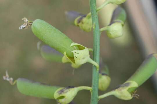 Image of Rattlepod