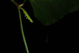 Image of Acalypha schiedeana Schltdl.