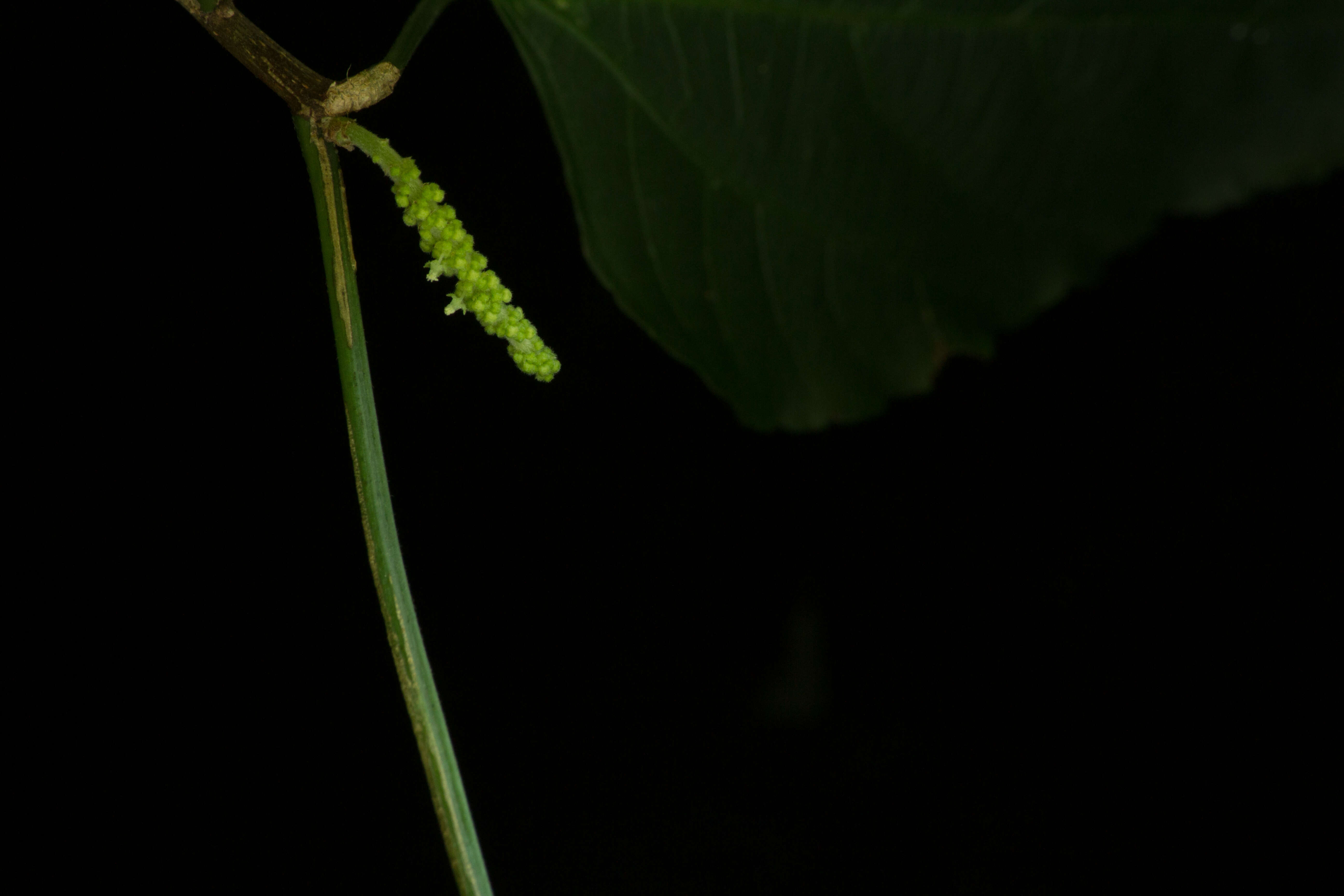 Image of Acalypha schiedeana Schltdl.