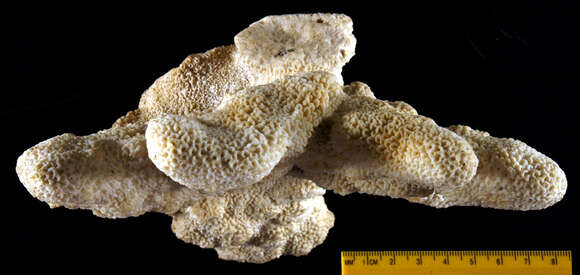 Image of Madrepora labrosa Dana 1846