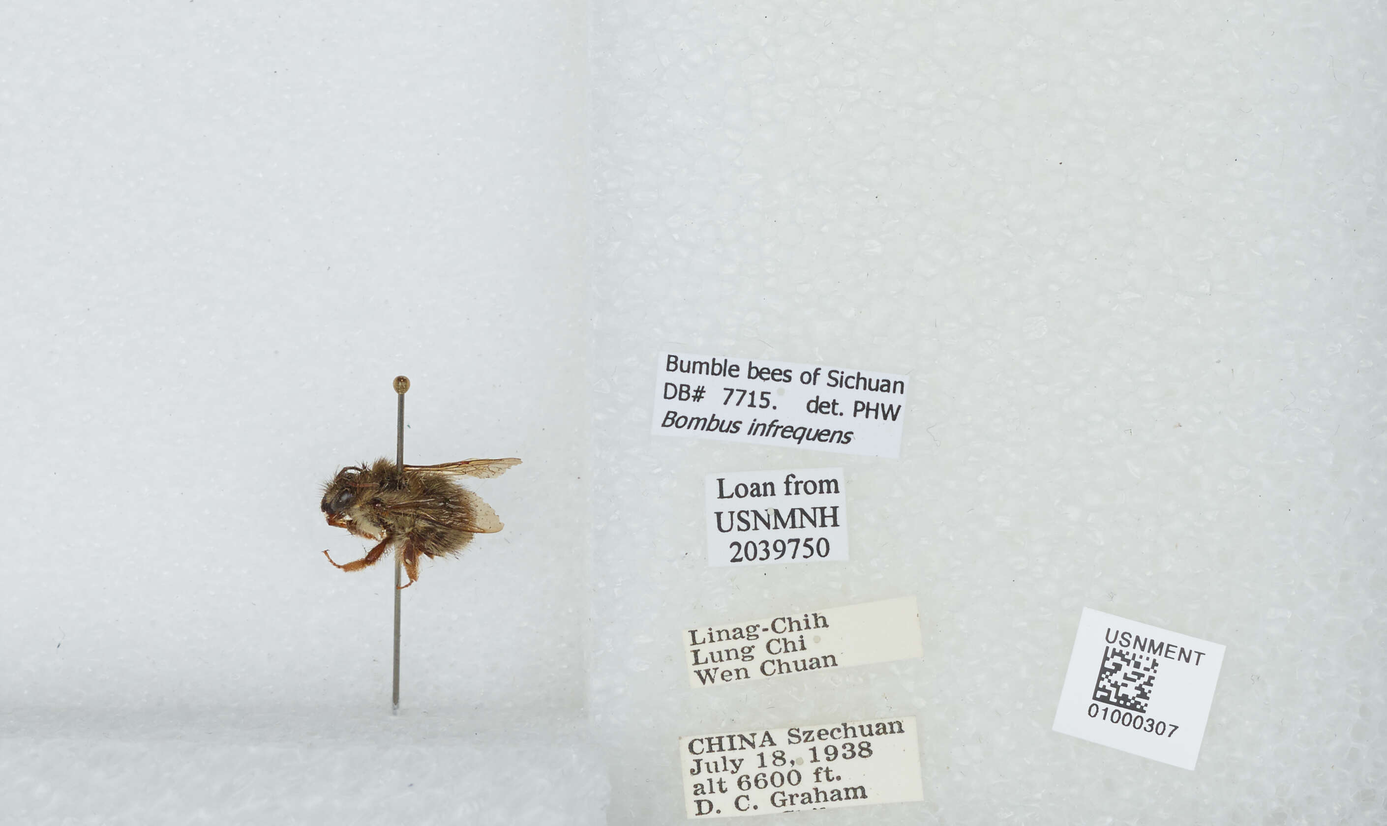 Image of Bombus infrequens (Tkalcu 1989)