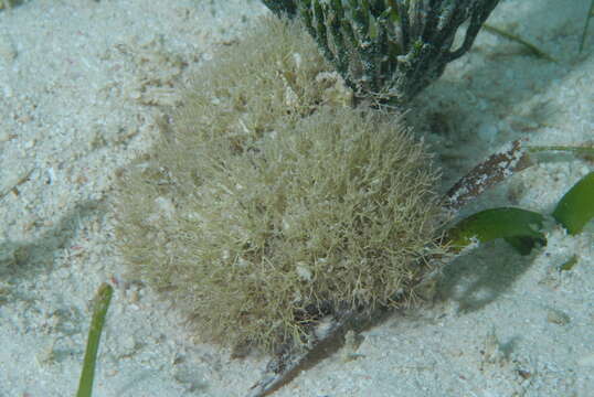 Image of Corallinaceae