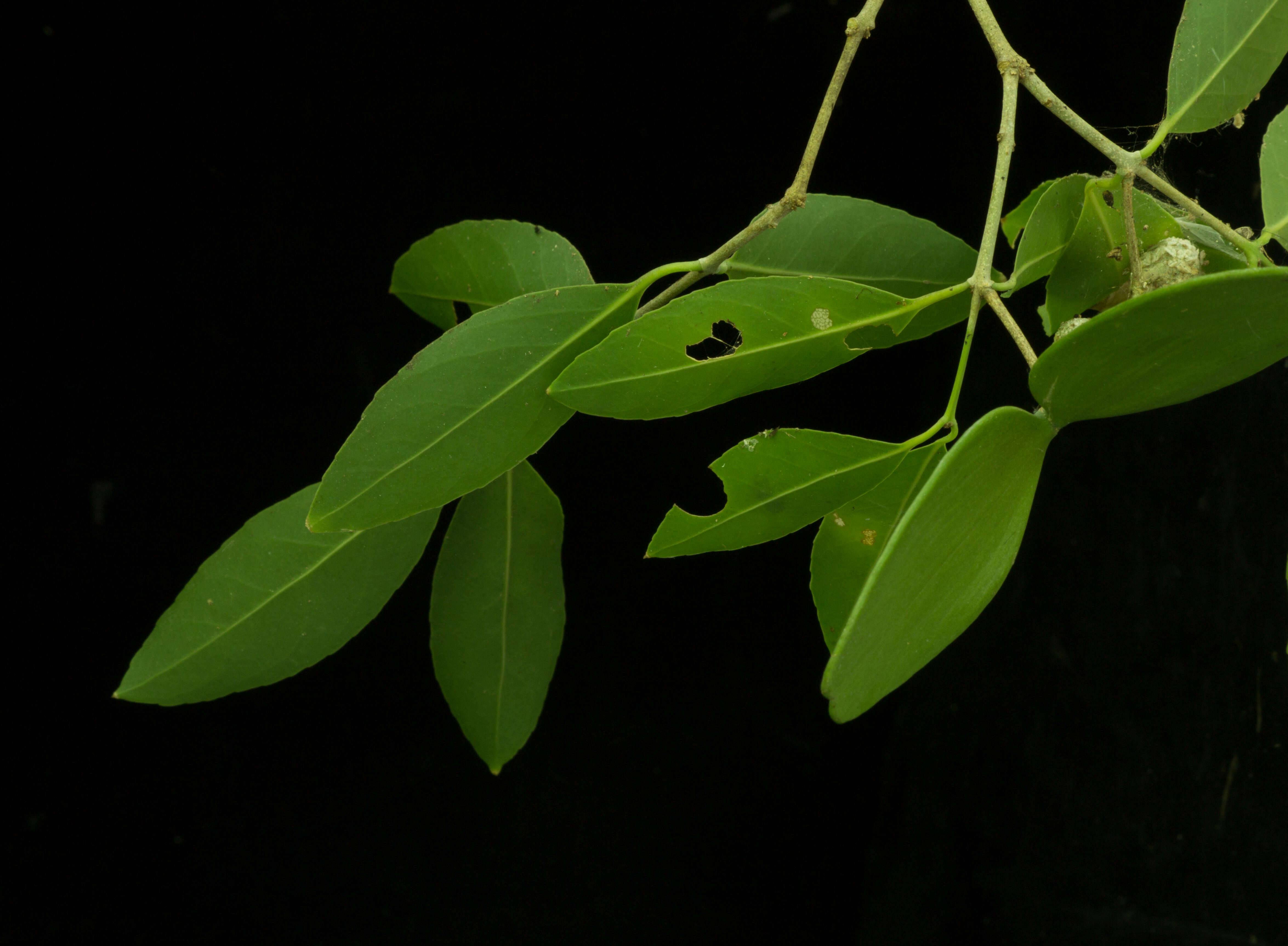 Image of Pristimera celastroides (Kunth) A. C. Sm.
