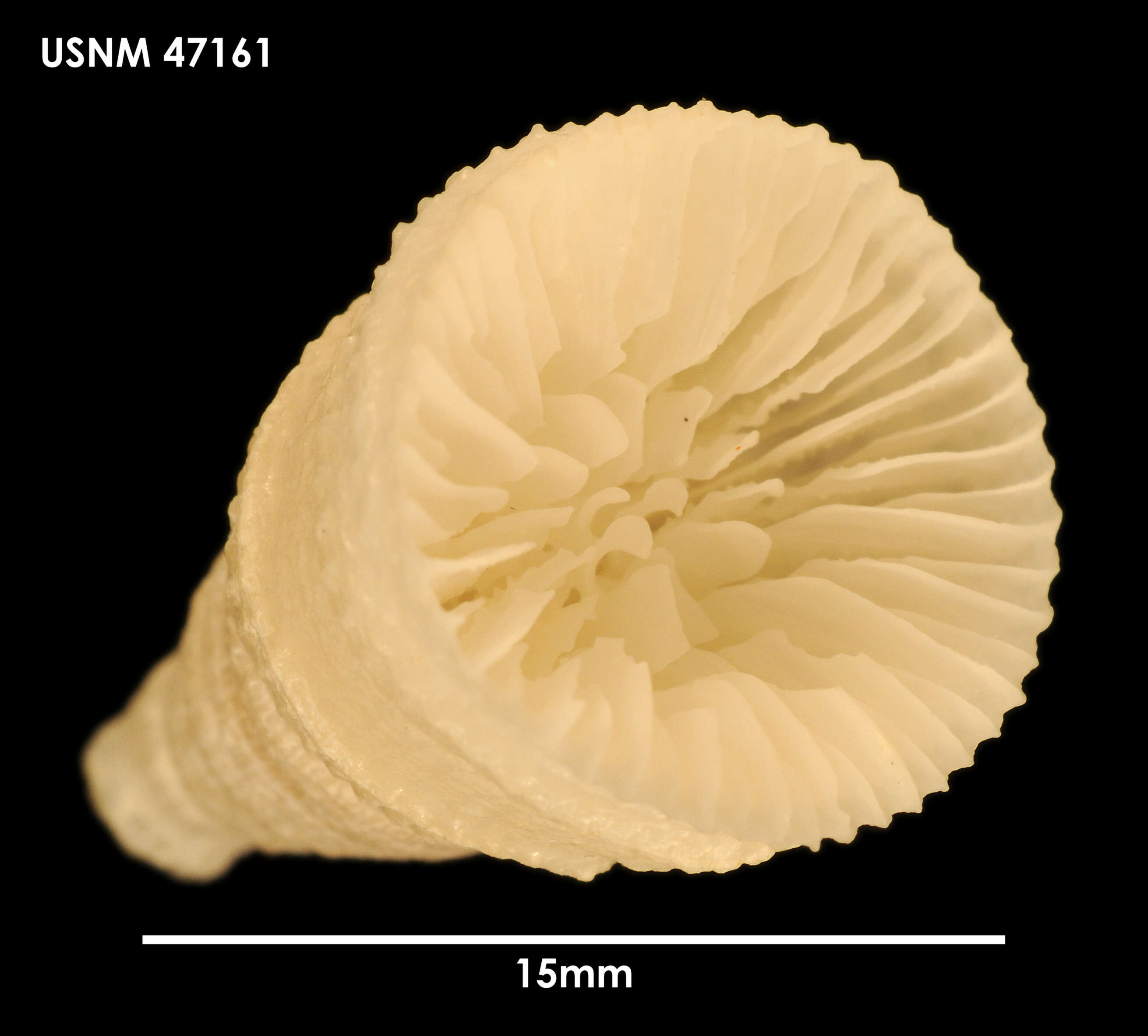 Image of caryophylliid corals