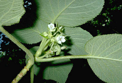 Image of heartleaf cyrtandra