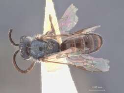 Image of Halictus