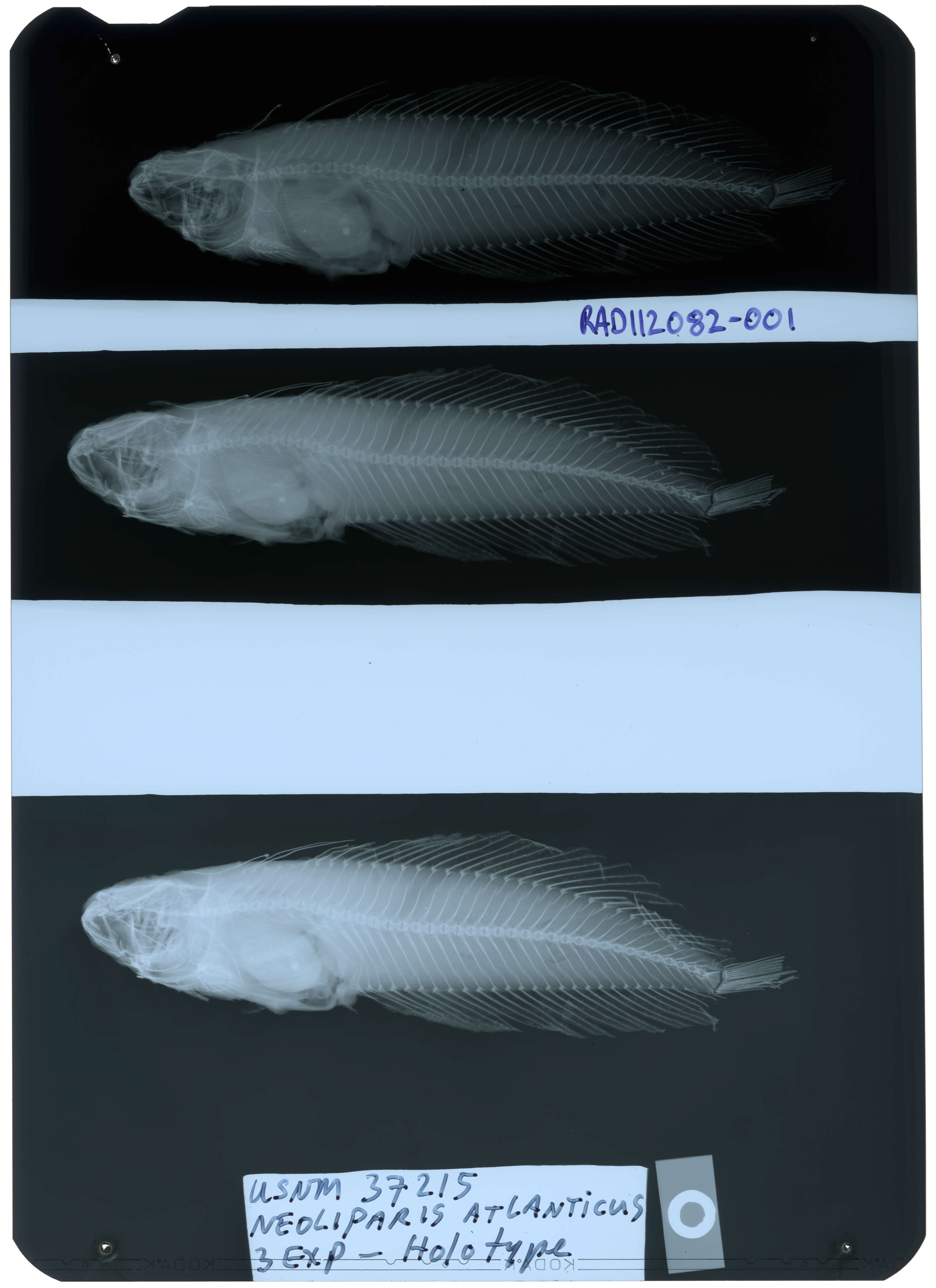 Sivun Liparis atlanticus (Jordan & Evermann 1898) kuva