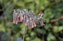 Image of Chandelier plant