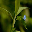 Image of Commelina schomburgkiana Klotzsch