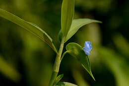 Image of Commelina schomburgkiana Klotzsch