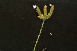 Elytraria imbricata (Vahl) Pers. resmi