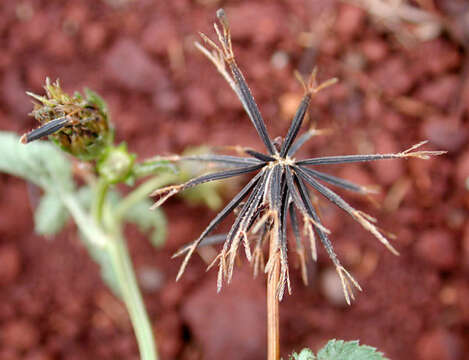 Image of hairy beggarticks