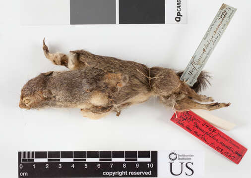 Image of Uinta ground squirrel