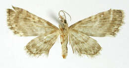 Image of Eupithecia cachina Schaus 1913