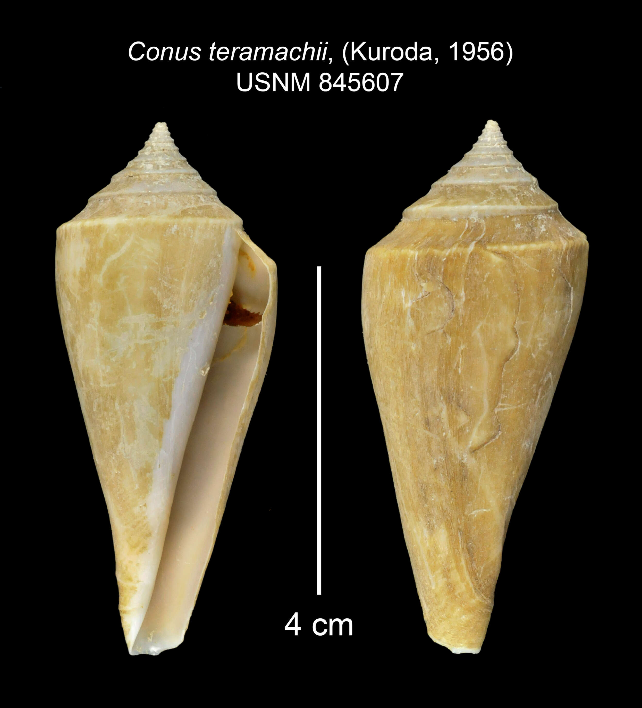 Image of Profundiconus teramachii (Kuroda 1956)