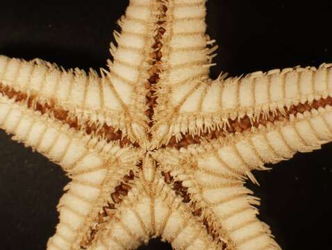 Image of Astropecten cingulatus Sladen 1883