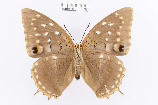 Image of Imperial Blue Charaxes