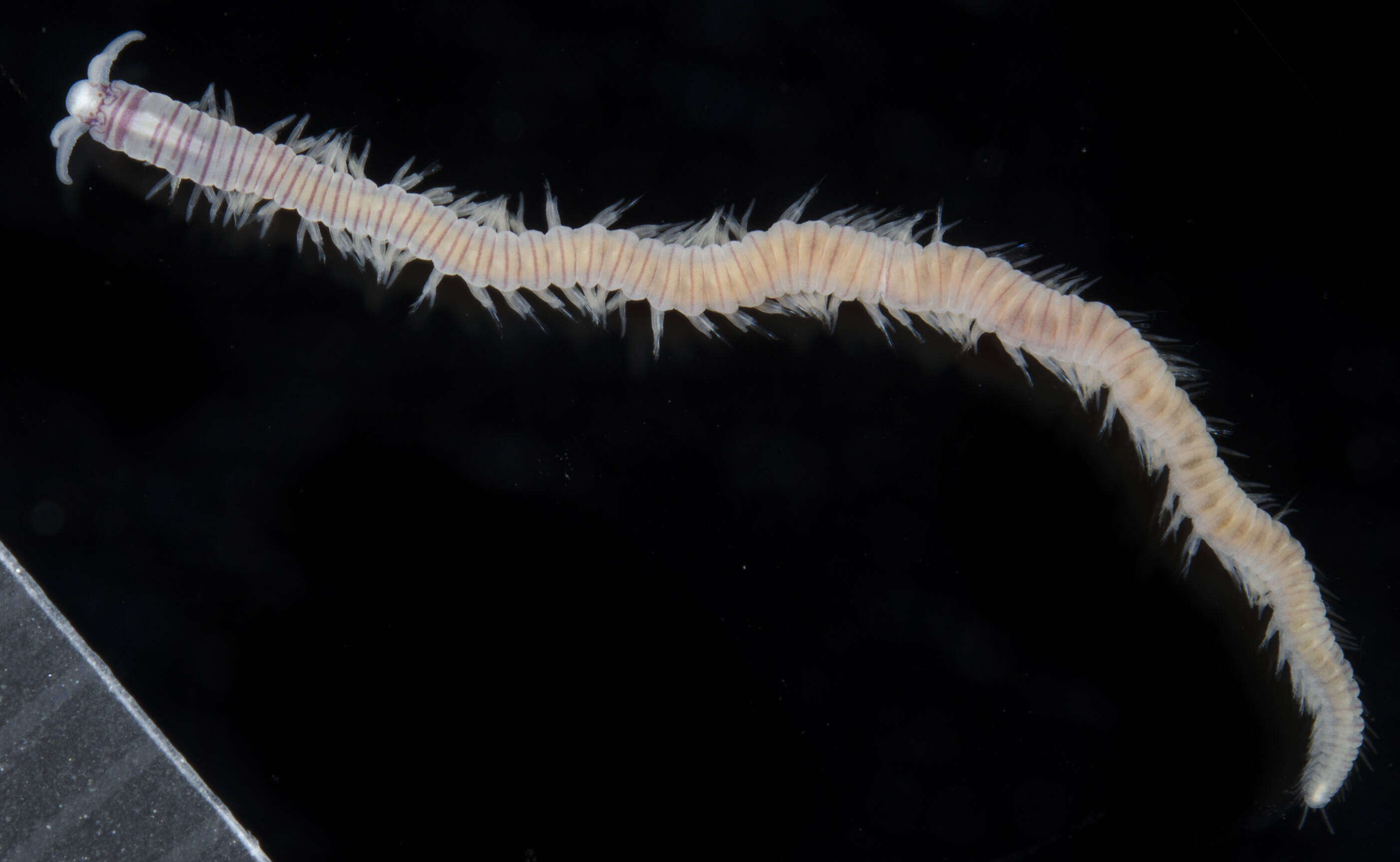 Image of Dorvillea sociabilis (Webster 1879)