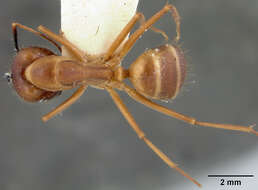 Image of Camponotus fumidus Roger 1863