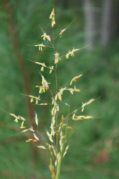 صورة Sorghastrum nutans (L.) Nash