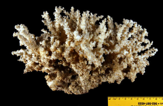 Image of Scalpel Coral