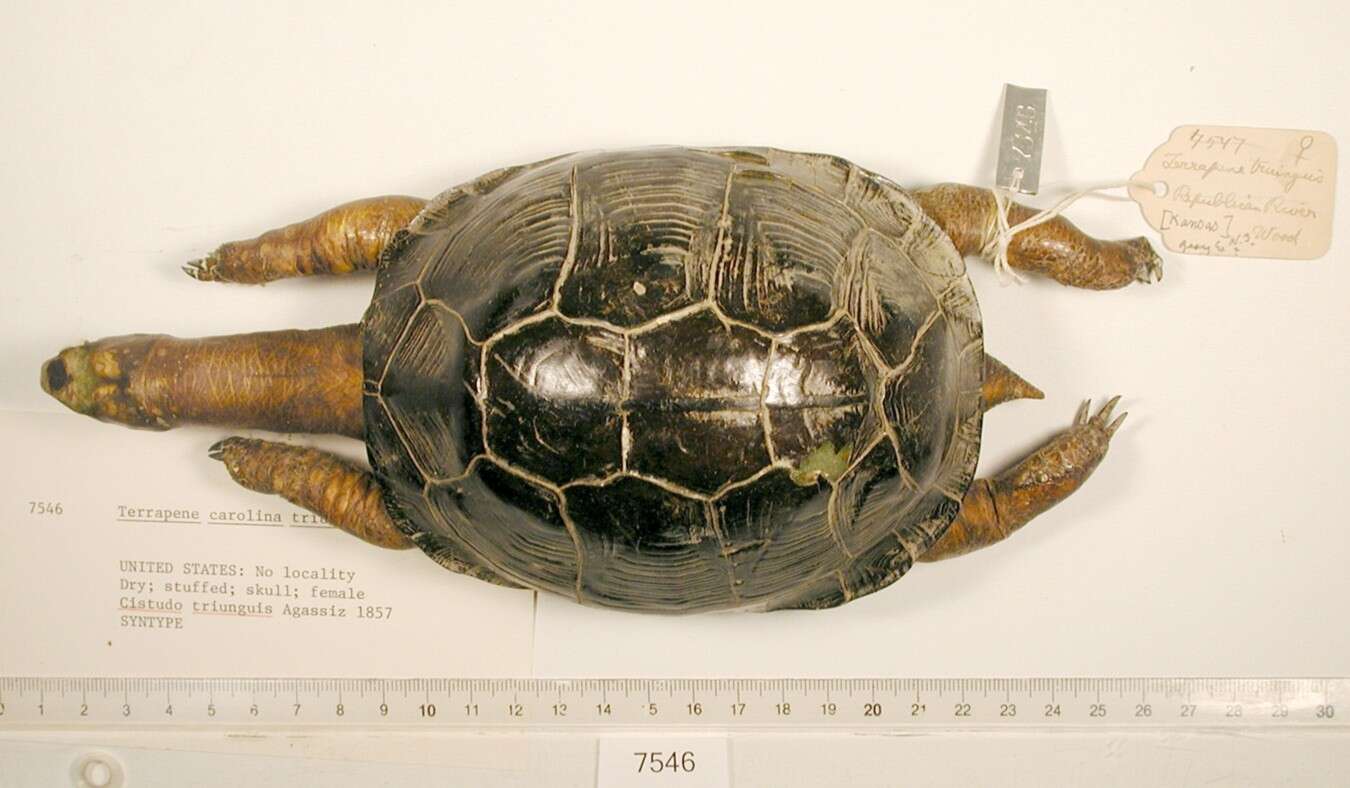 Image of Three-toed box turtle