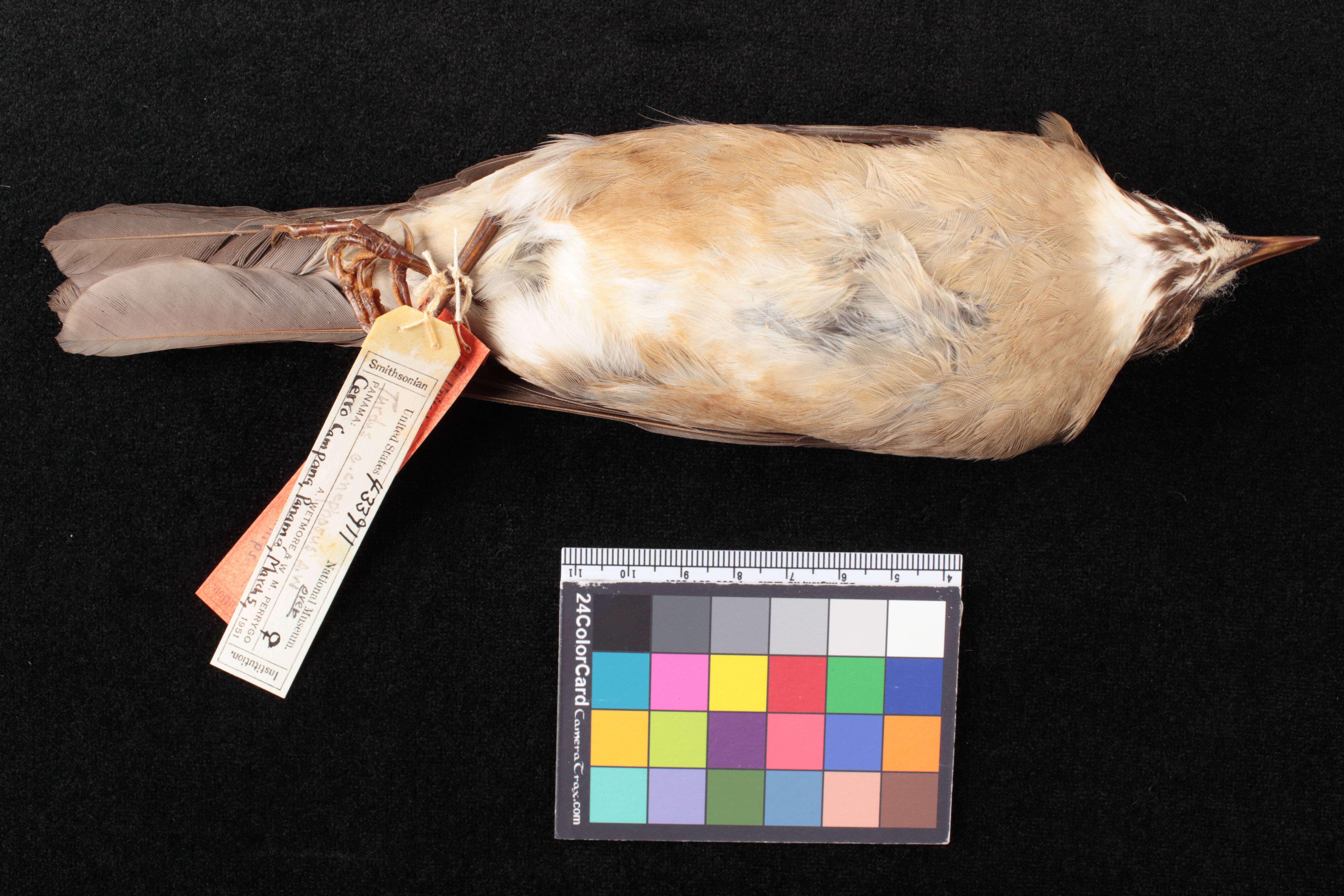 Image de Turdus assimilis campanicola Phillips & AR 1991