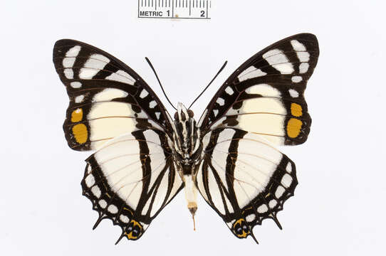 Imagem de Charaxes nobilis Druce 1873