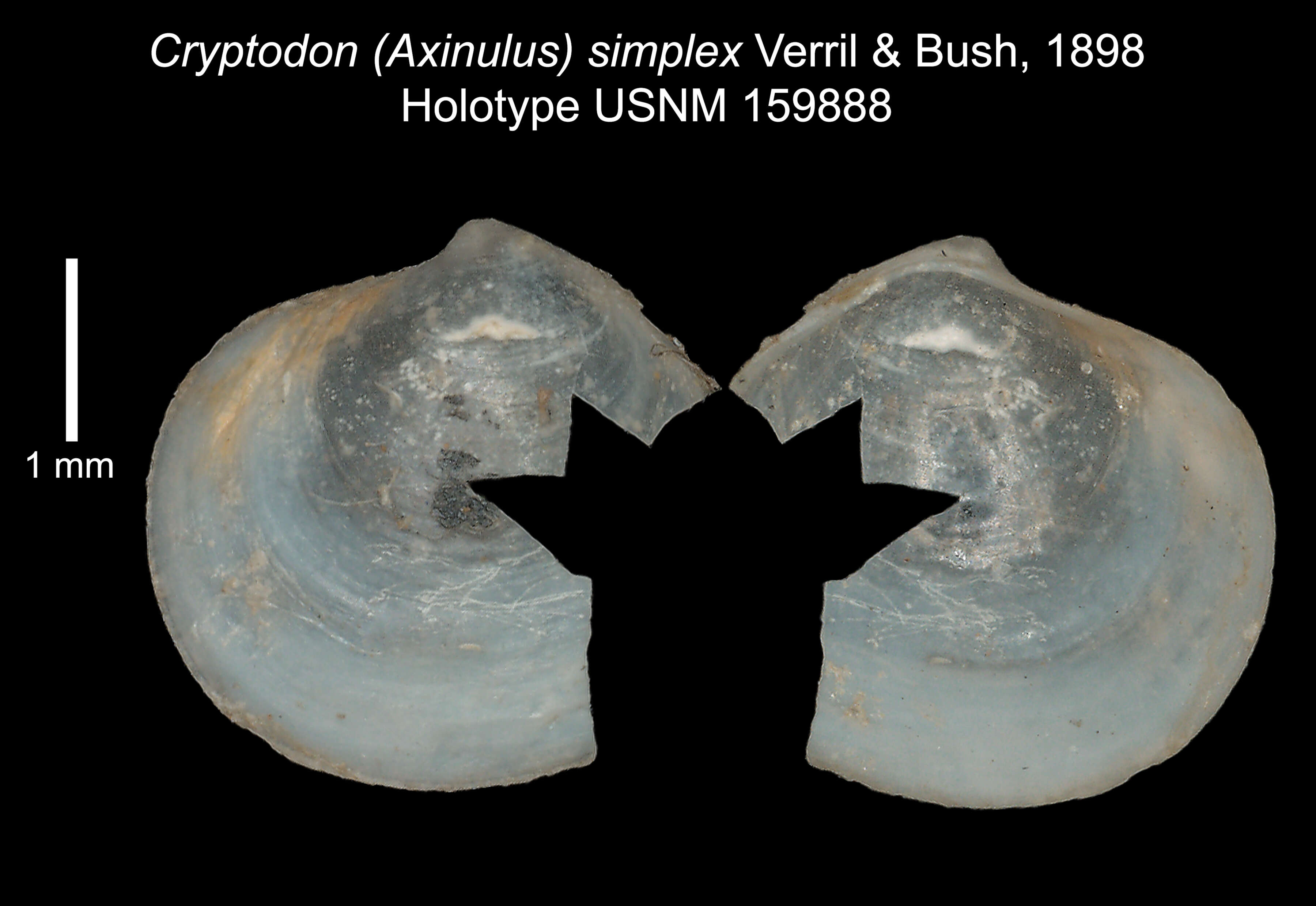 Image of Axinulus simplex (Verrill & Bush 1898)