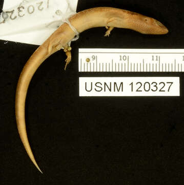 Image of Taylor's Tree Skink