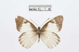 Image of Catasticta notha (Doubleday 1847)