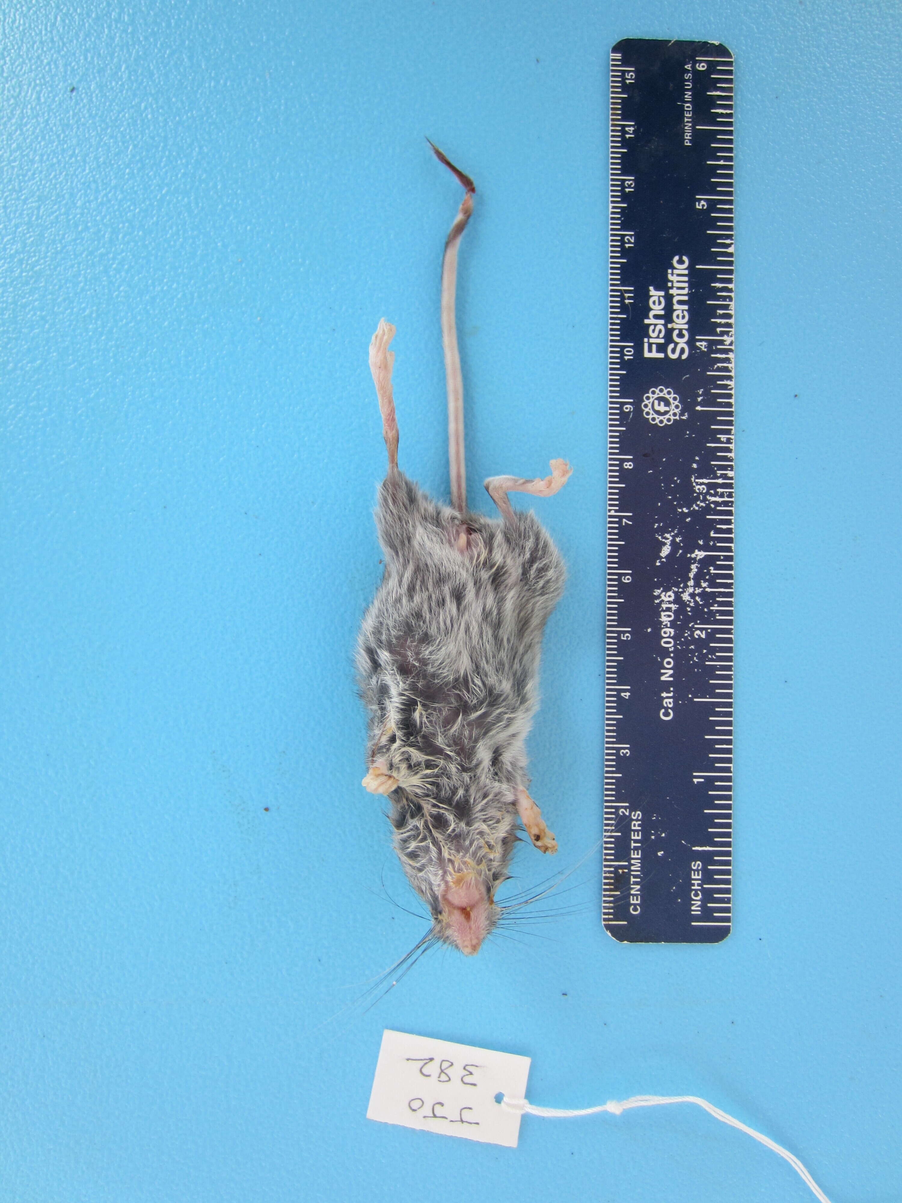 Image de Peromyscus maniculatus (Wagner 1845)