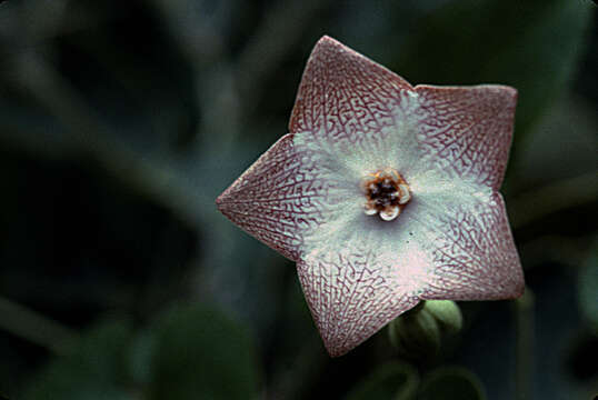 صورة Polystemma guatemalense (Schltr.) W. D. Stevens