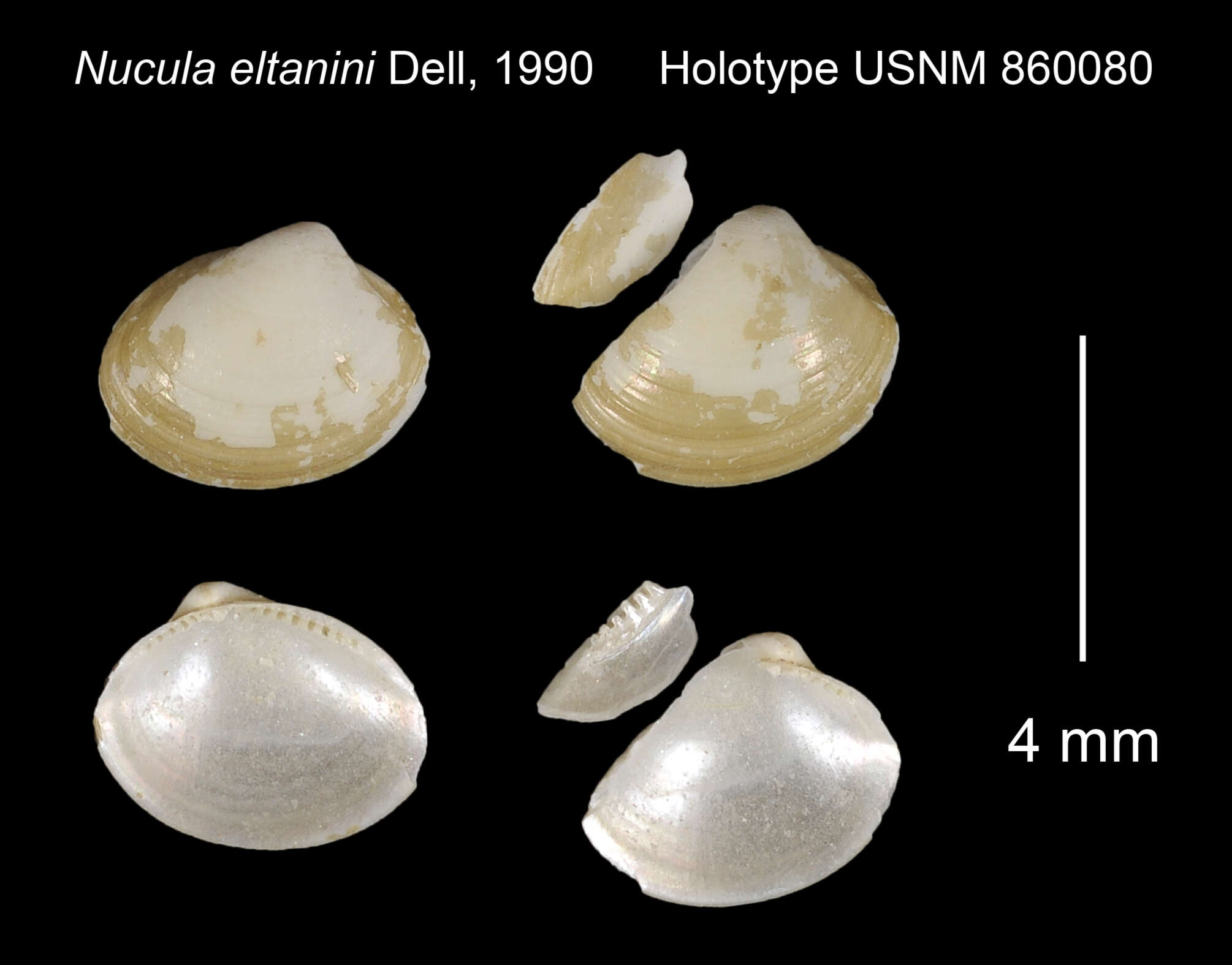 Image de Nucula Lamarck 1799