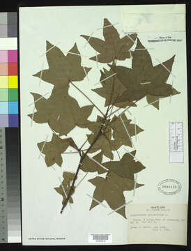 Image of American Sweetgum