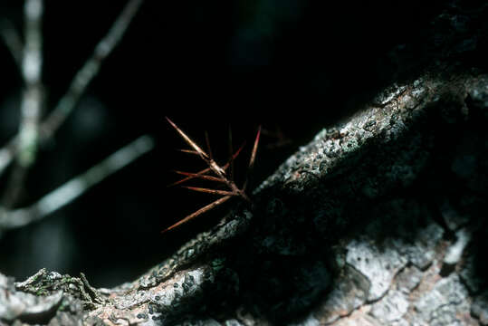 Image of white logwood