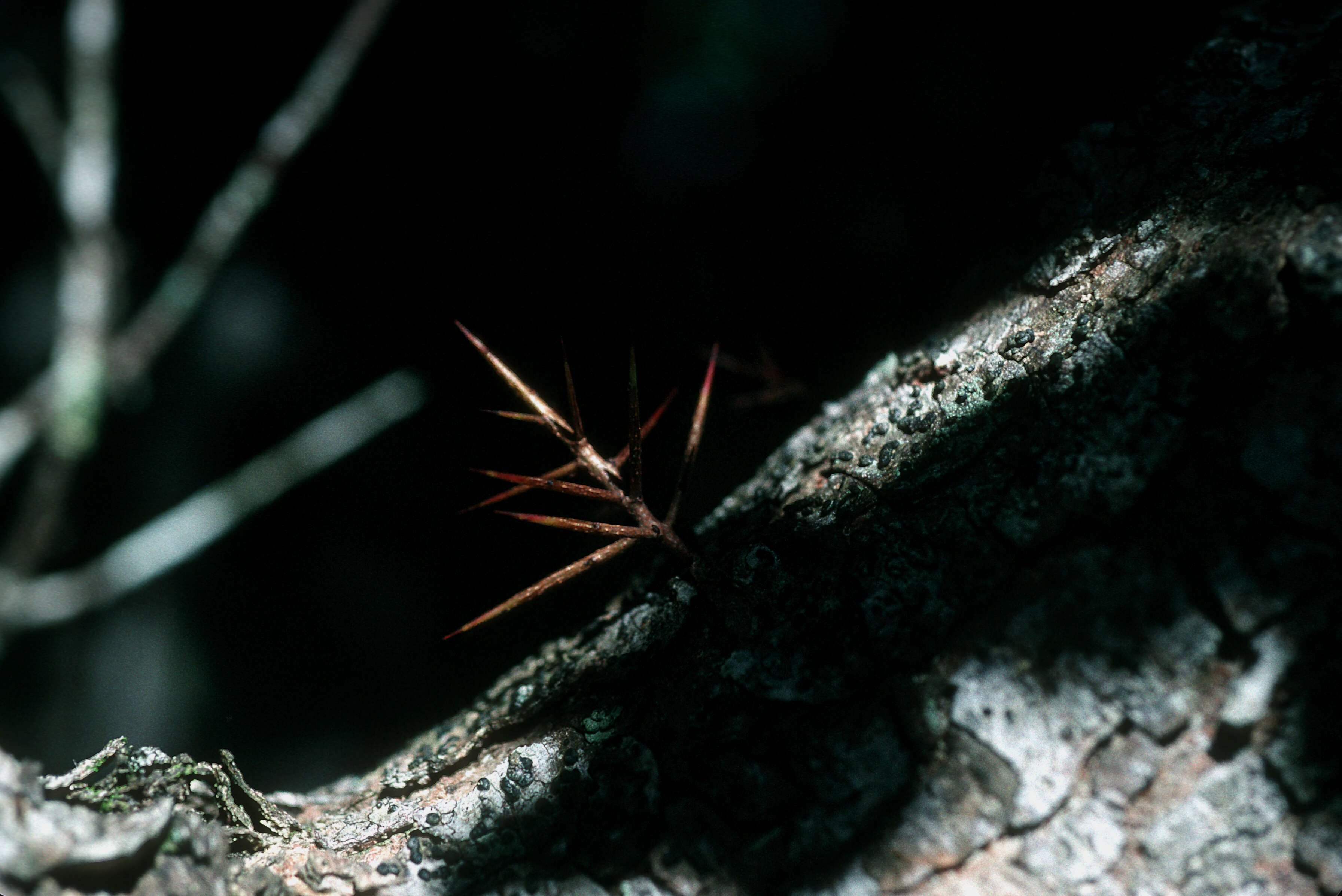 Image de Xylosma schaefferioides A. Gray