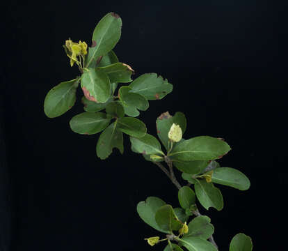 Image of Wimmeria confusa Hemsl.