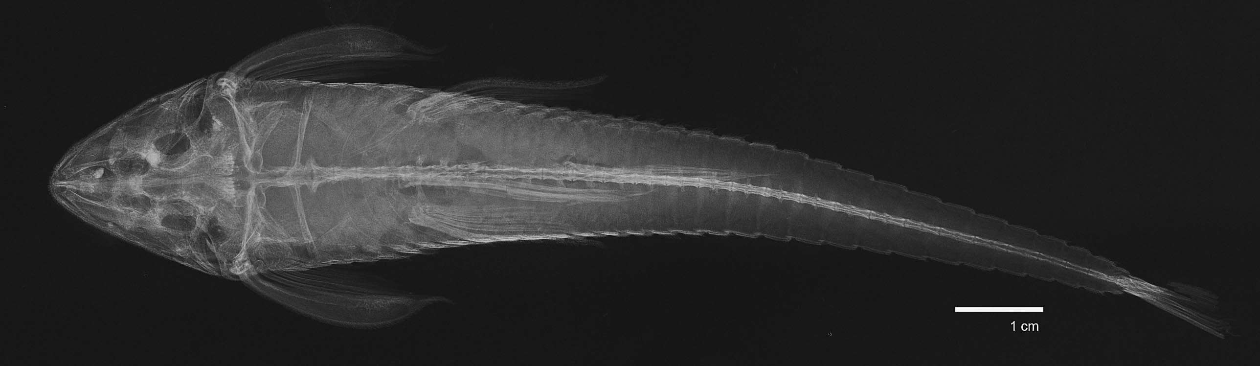 Plancia ëd Loricaria tucumanensis Isbrücker 1979