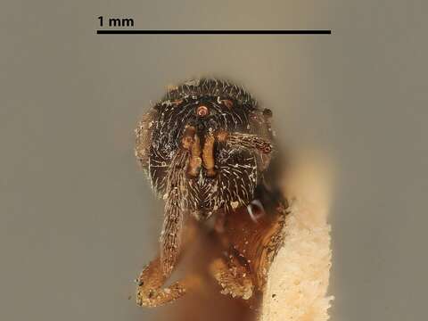 Image of Eurytoma rhois Crosby 1909