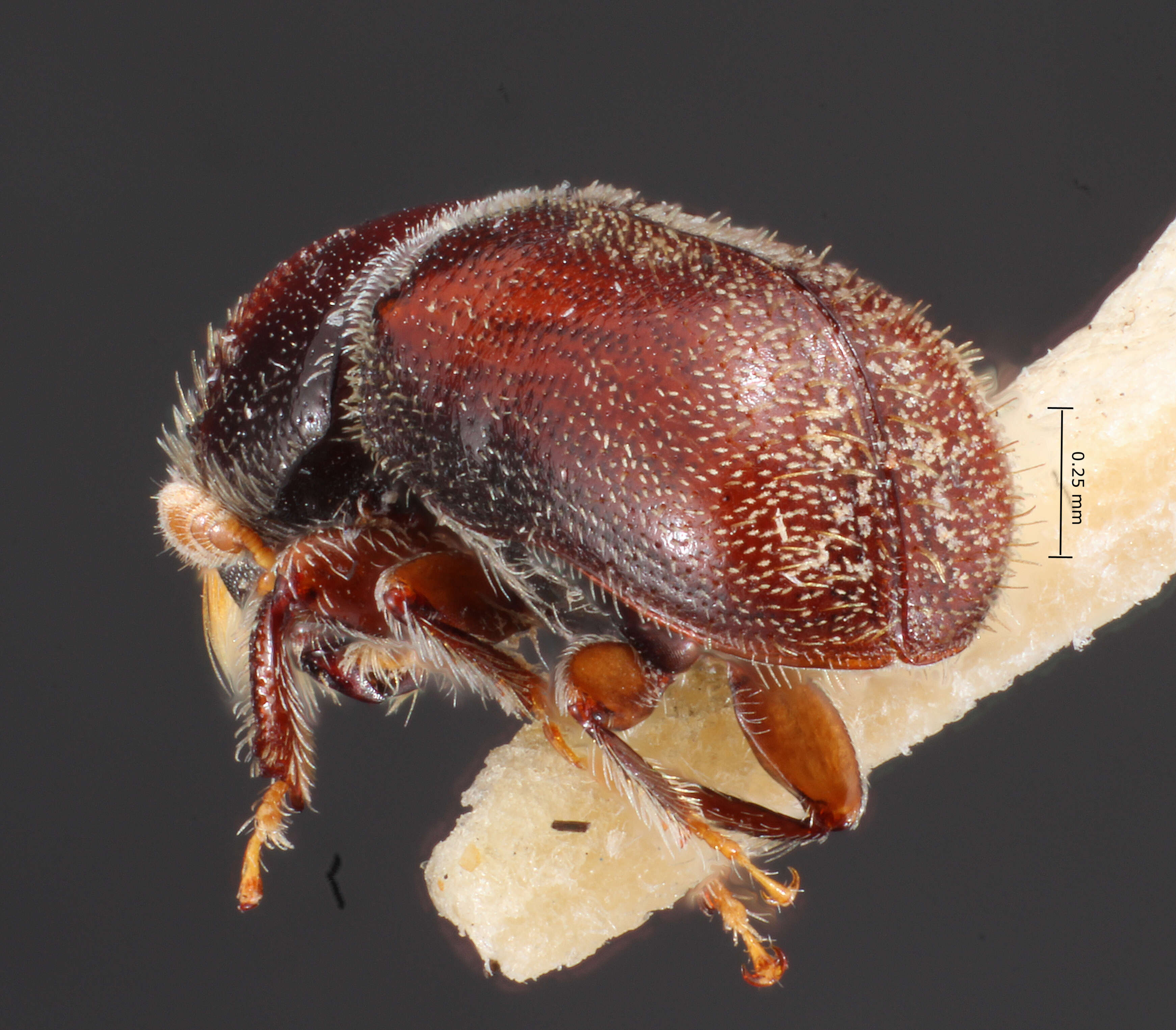 Image of Pseudopityophthorus yavapaii Blackman 1931