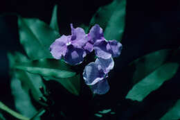 Image de Brunfelsia grandiflora D. Don